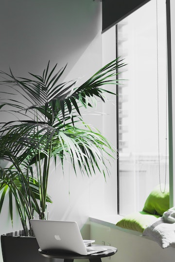 plants and a macbook